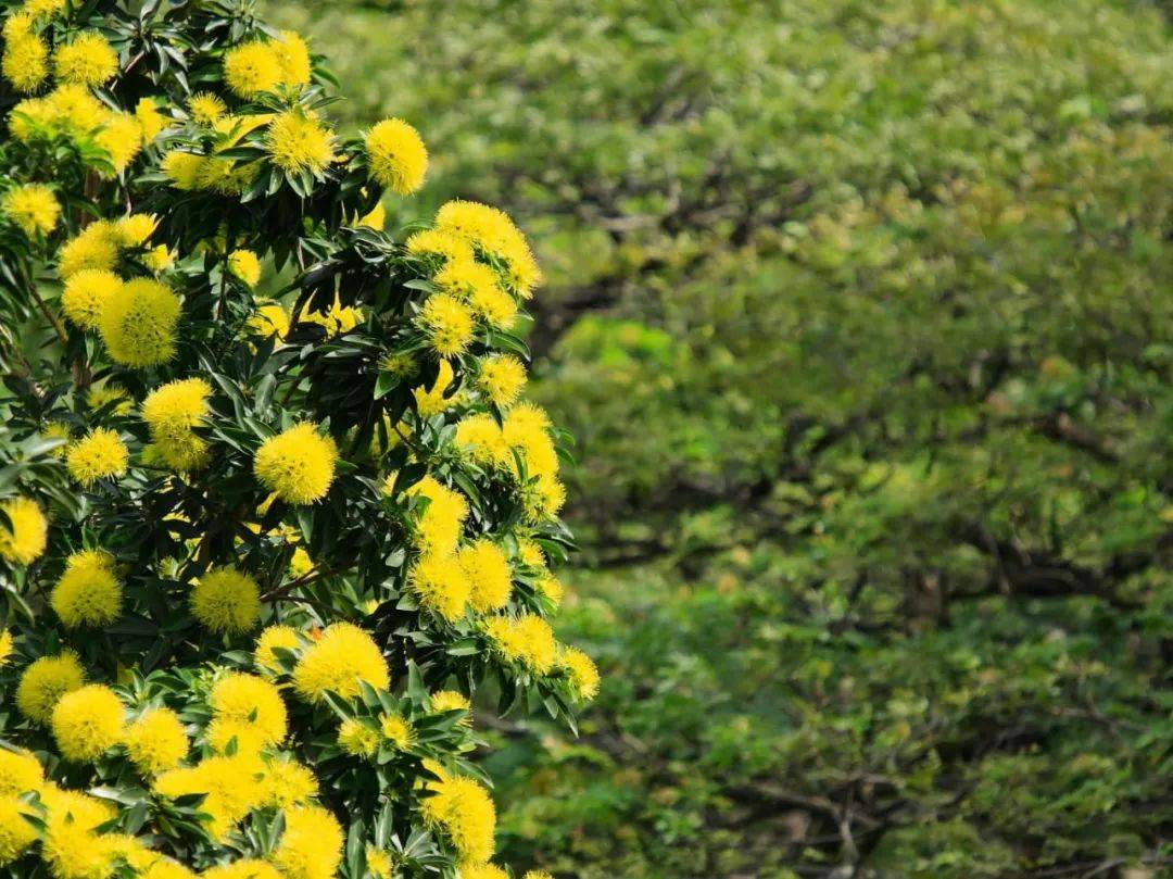 快看!新加坡到处都开花了,一大波美图刷屏