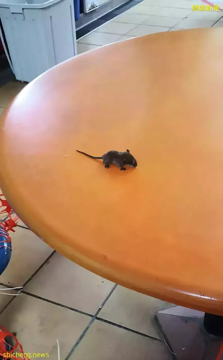 驚!“在新加坡知名熟食中心吃飯,一只老鼠直接掉在我面前”