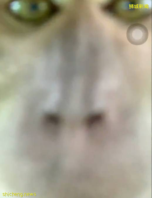 震惊!新加坡猴子生吃活鸡!它们还会偷包、偷手机、偷面包