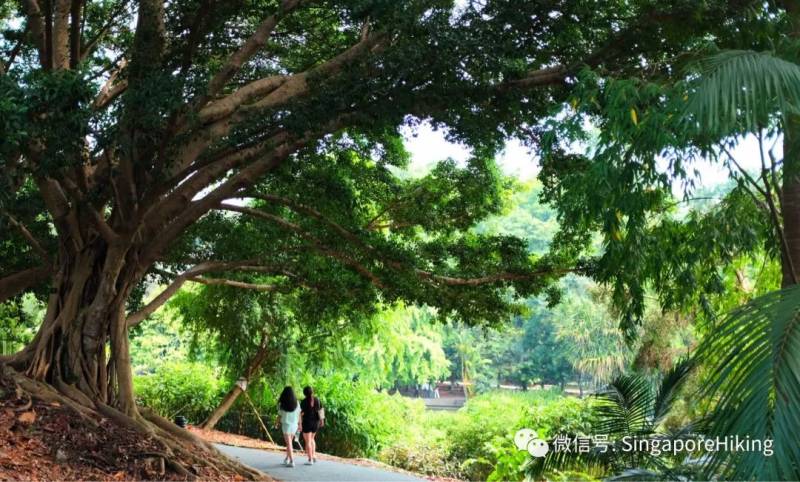 12月21日周六夕阳徒：植物园 Botanic Gardens