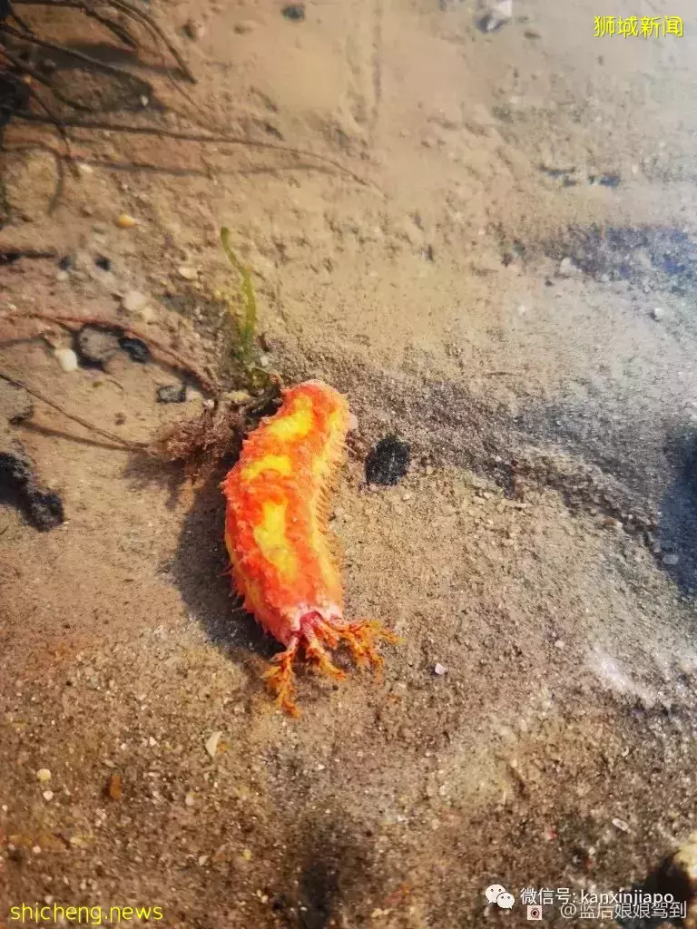 去樟宜海滩赶海吧,那里有最美的日出和从未见过的海洋生物