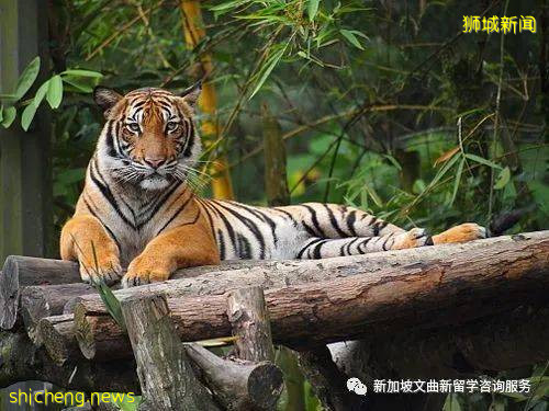 新加坡你不知道的小知識