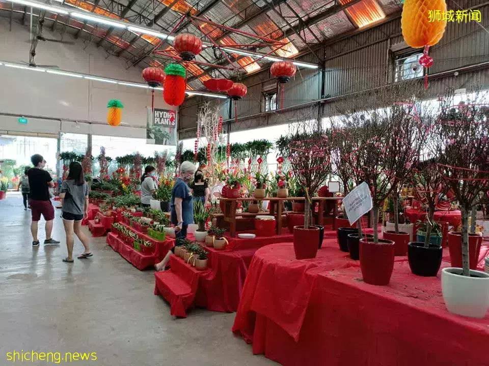 “疫情間過年沒事做” 就逛花市 湯申路花圃現新客源