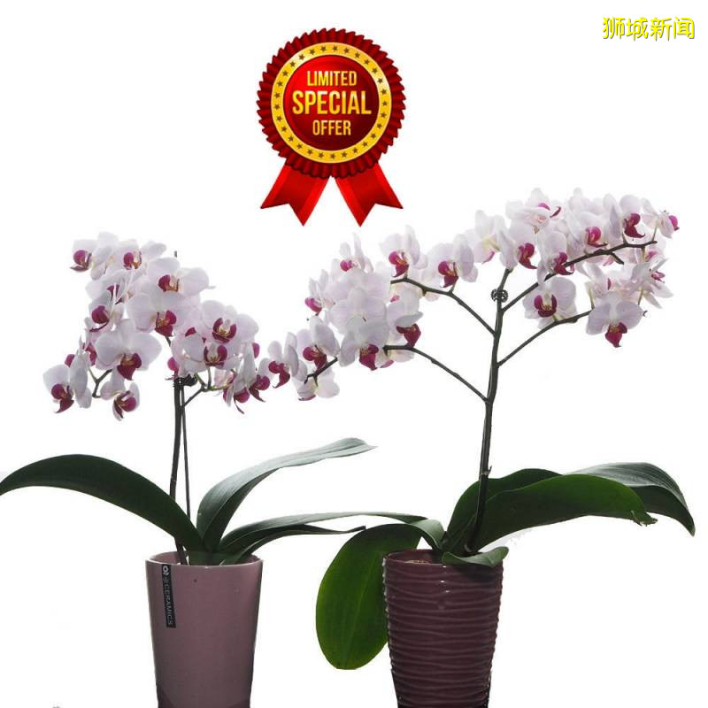 新加坡國慶大促，省錢就看這一貼！錯過再等一年