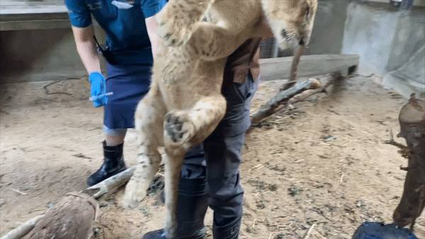 新加坡第一只通過輔助生殖技術誕生的非洲獅崽來啦