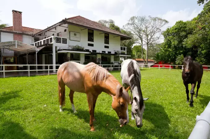 本周折扣活動!前天起免費領口罩,試劑盒降價,動物園可露營
