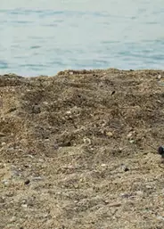 新加坡留學 拉薩爾藝術學院