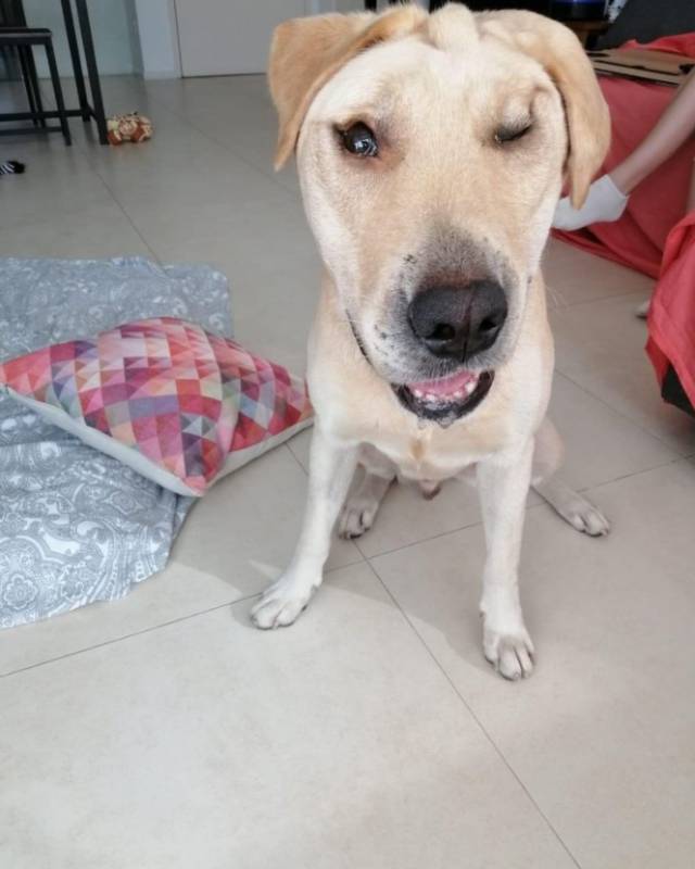 谁来帮帮这个小可爱,三岁的拉布拉多需要有个温暖的家