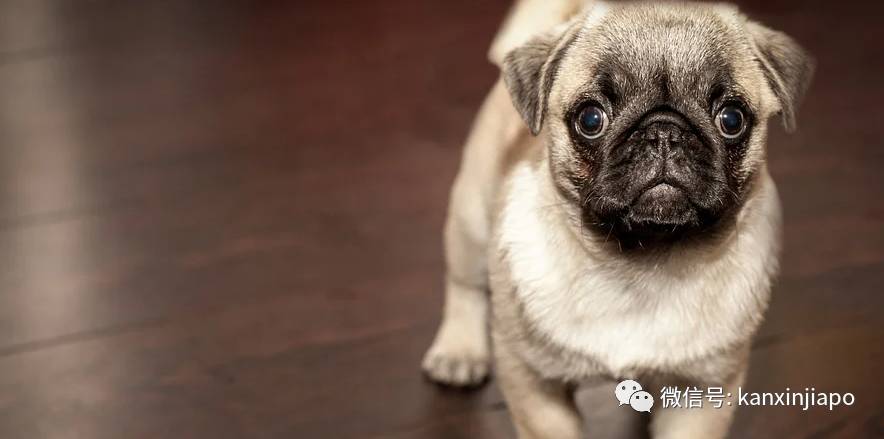 金毛被舉報組屋主人無奈棄養,還有哪些狗狗組屋不能養