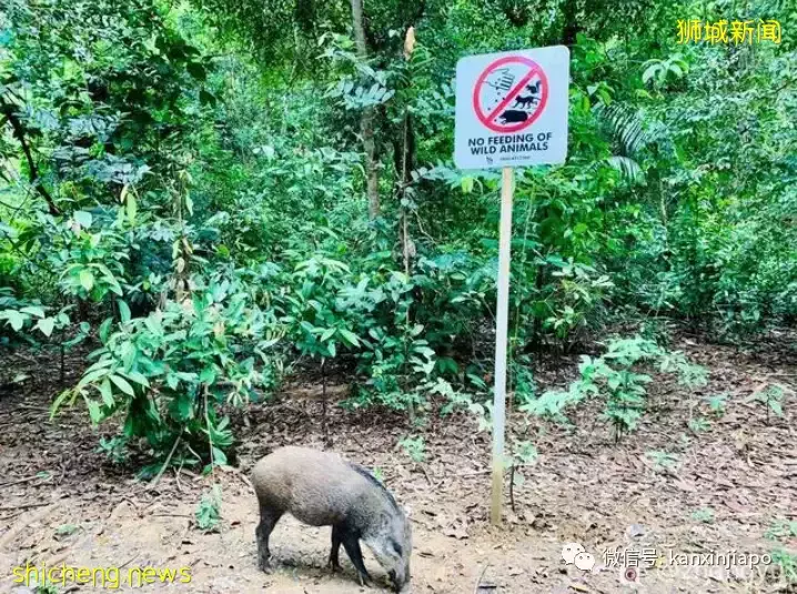 一日游好去处!新加坡的这个小岛你去过吗