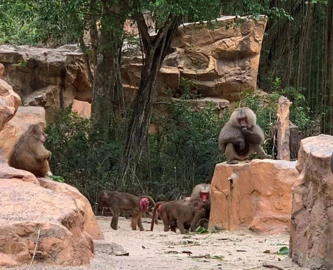 行走獅城——新加坡動物園