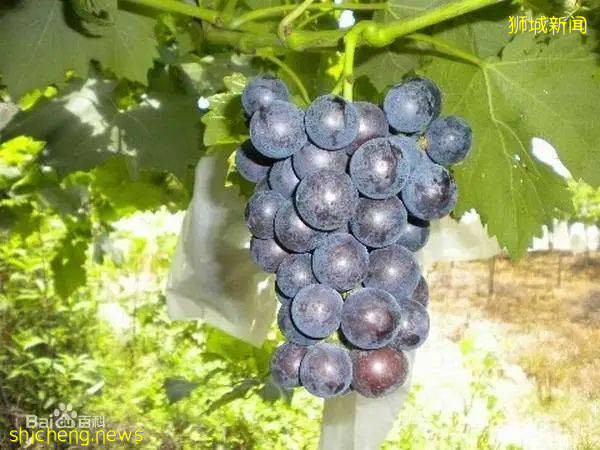 江蘇丁莊葡萄“甜”到東南亞,出口新加坡、馬來西亞首發儀式舉行