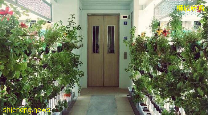 新加坡組屋變“客廳”？有點格局！養雞場、小叢林、毛片場