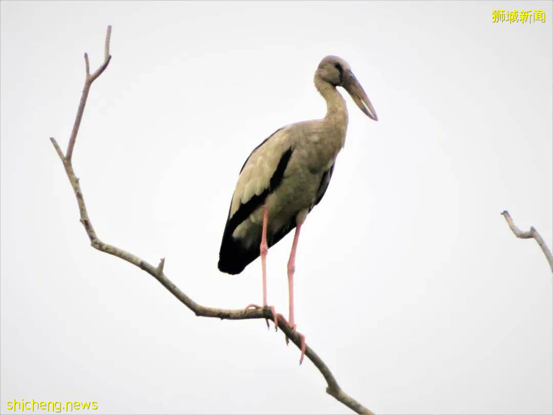 周末帶娃去徒步!10米高木塔、農場、木棧道,湖天一色好美