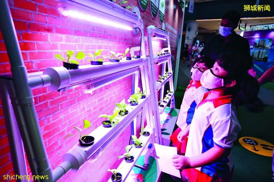 居家種菜 現摘現吃