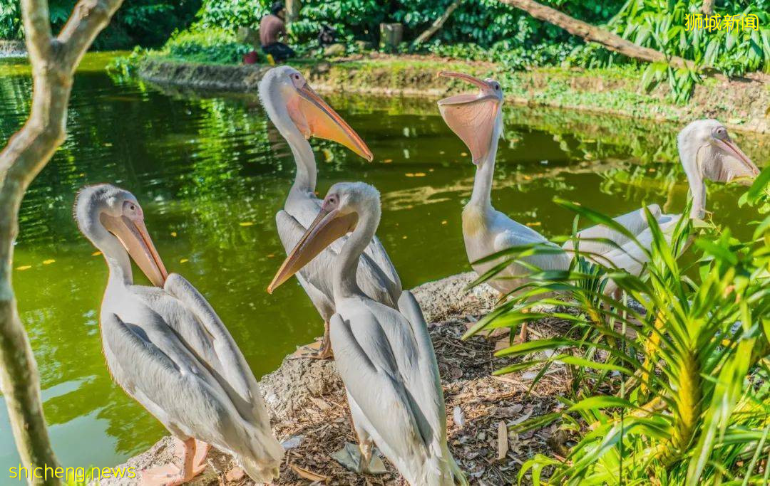 漫步獅城 花園城市體驗生態魅力