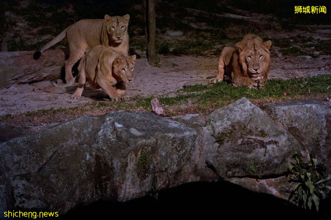在新加坡野生動物園來一場VIP營地晚宴是怎樣非凡的體驗