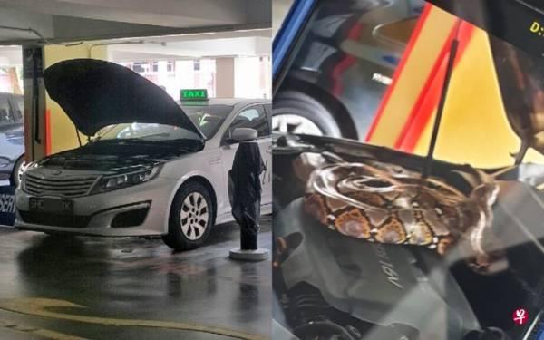 蟒蛇泊车场失去踪影 找了两天原来躲进德士