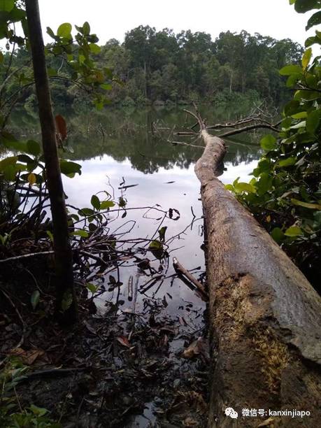 網友親測!新加坡十條經典徒步線路大推薦