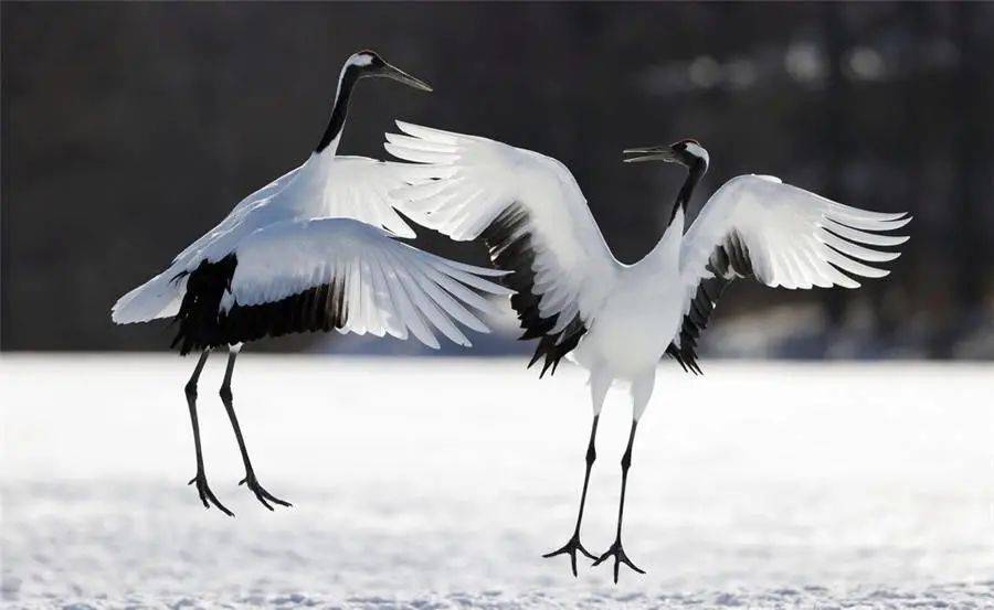 櫻花季去不了日本?那就在濱海灣和Hello Kitty共賞櫻