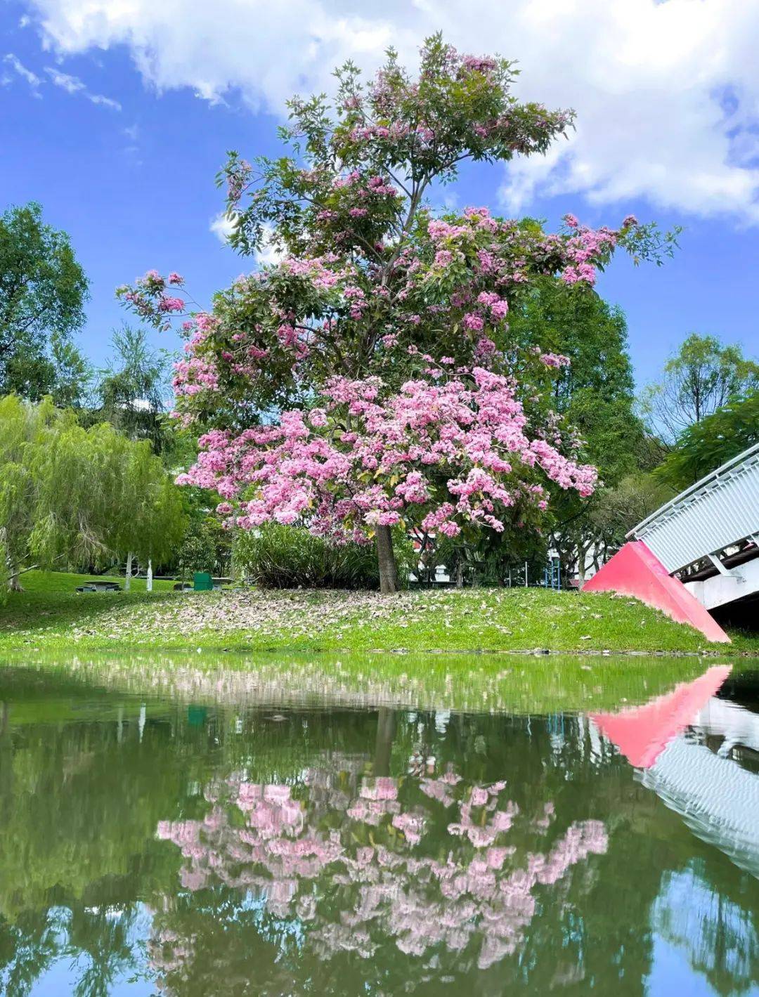 新加坡這些“櫻花公園”火了！$2起限定美食，別讓粉色季節白白溜走啦