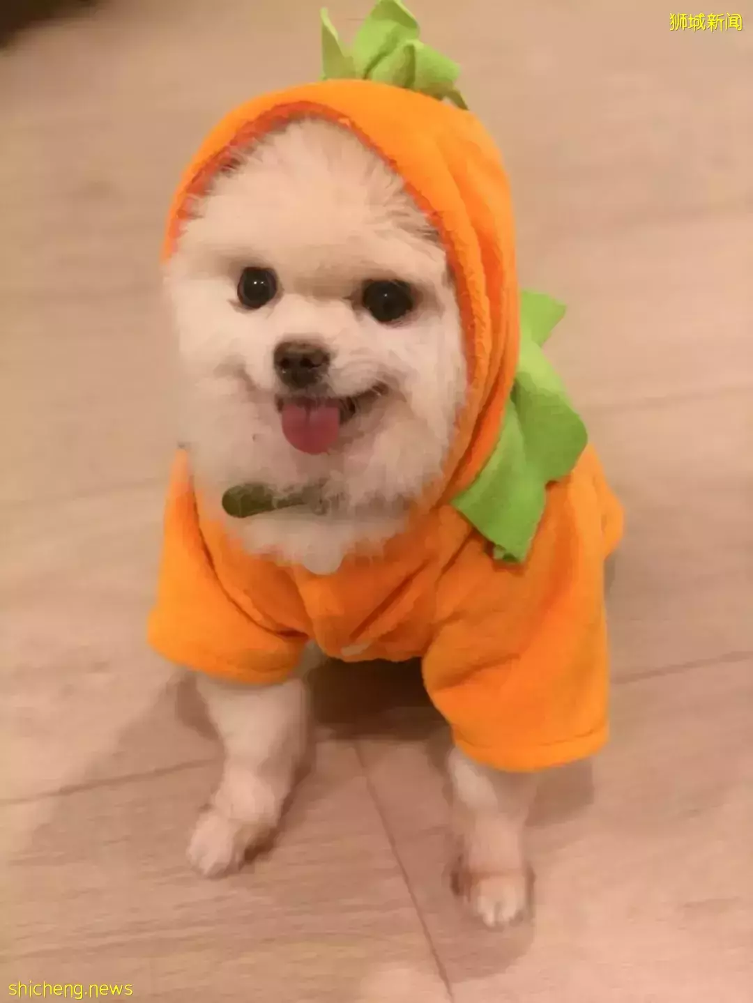 吸猫撸狗不是梦，5家新加坡宠物咖萌到犯规