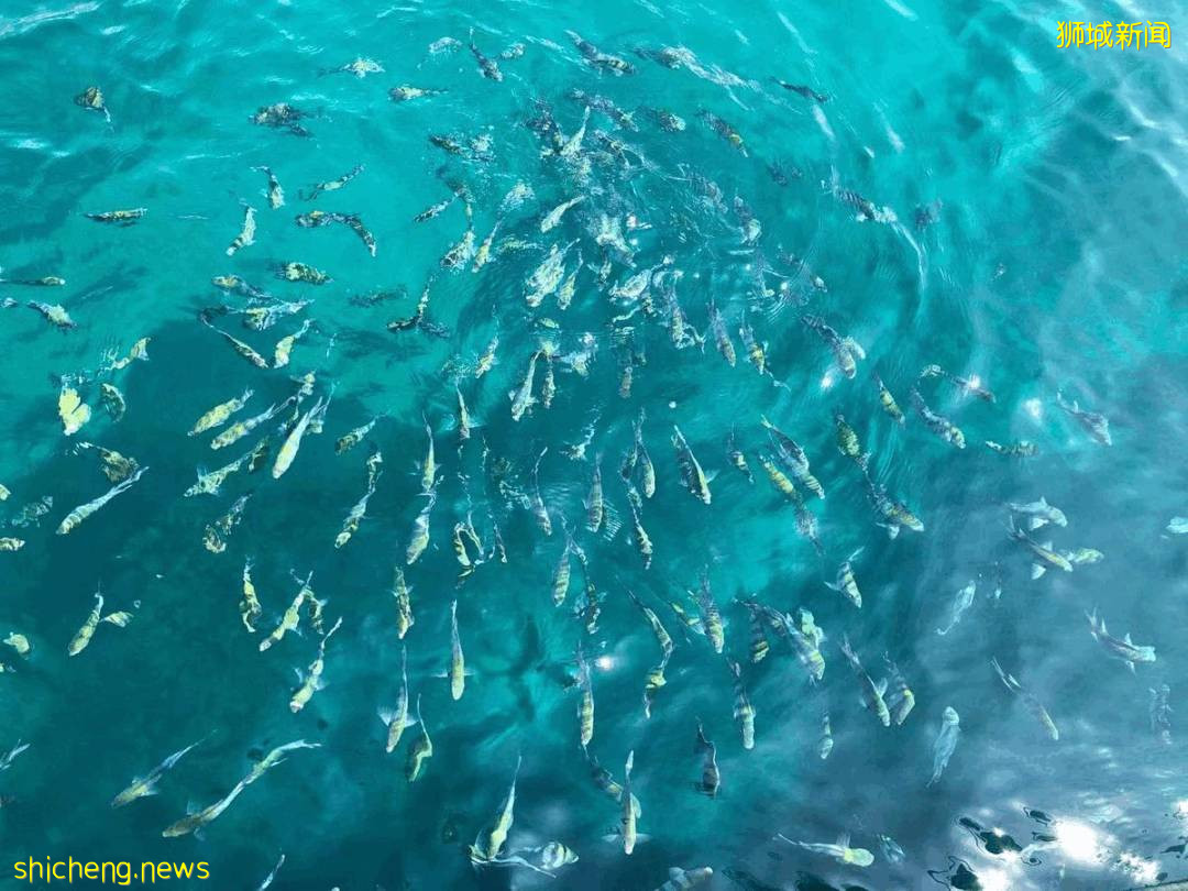 中國媽媽在普吉島陪讀，快樂教育、生活恣意，她爲什麽還要轉戰新加坡