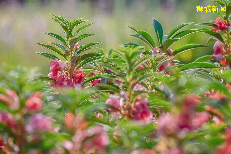 翻土、播种、浇水!新加坡最容易养活的6种小植物等娃来翻牌