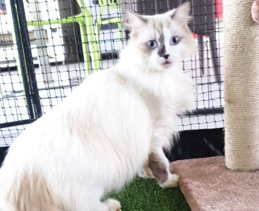 一狗難求！泰迪被炒到$11800新幣！新加坡這裏可以超便宜領養