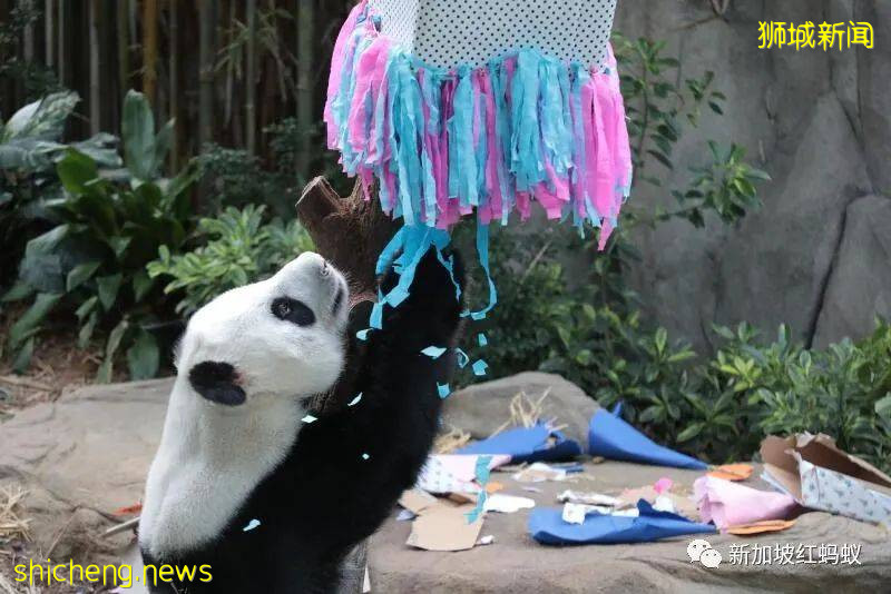 “新加坡制造”的熊貓幼崽官宣性別！　總理高興得像抱孫的爺爺 .