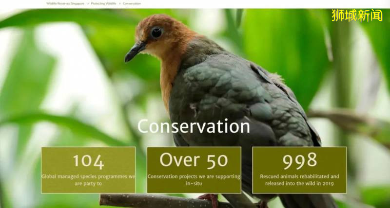 好惊喜！我在新加坡养了一只企鹅