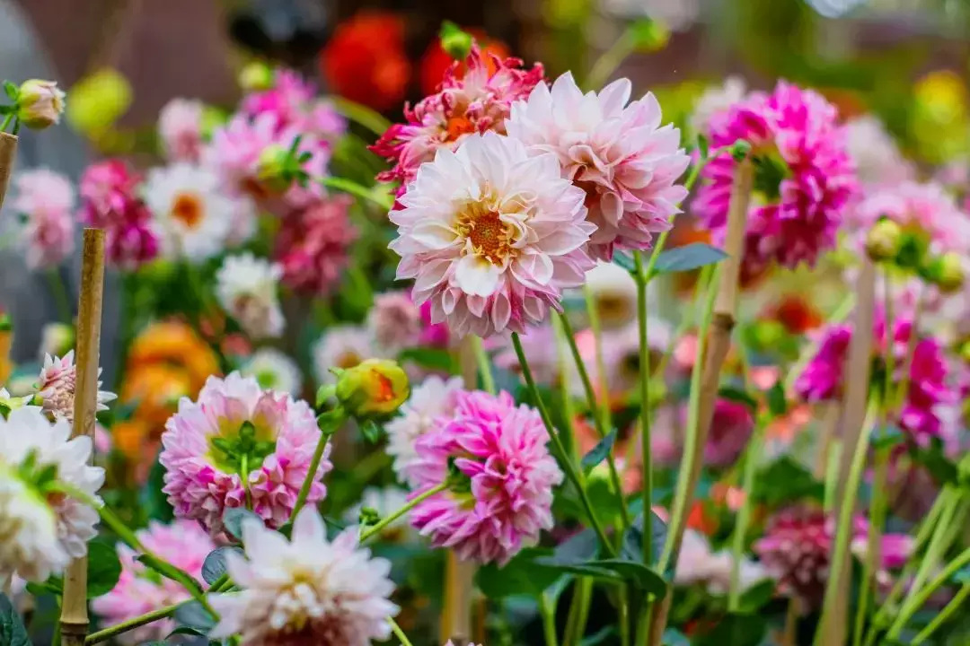 新加坡濱海灣花園新春花展“大麗花之夢”攜手“春到河畔”，熱鬧溫馨年味濃