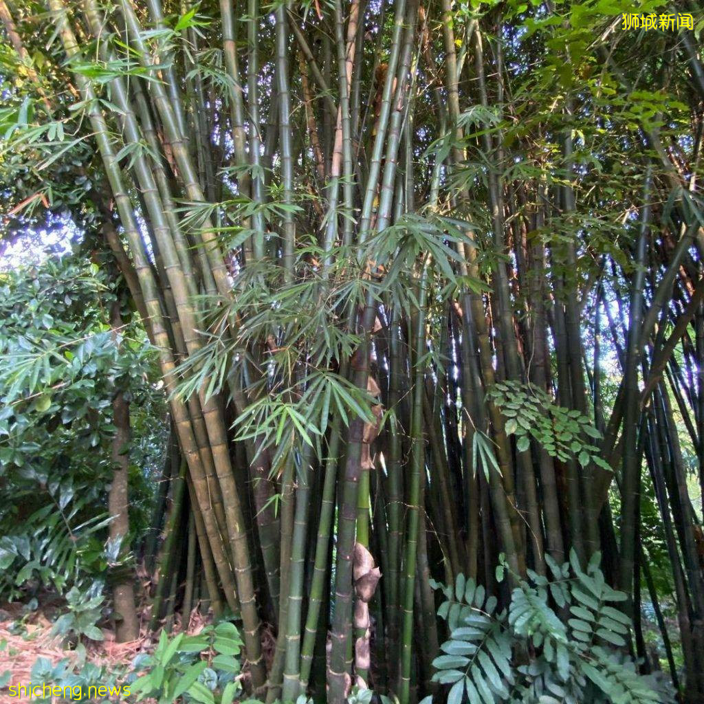 植物園Gallop Extension攻略🌳山脊小徑+戶外遊樂設施+森林探秘館+藝術畫廊、走進大自然