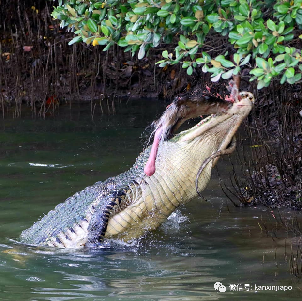 险象环生！10只水獭在乌节路横冲直撞，差点被多辆车撞上