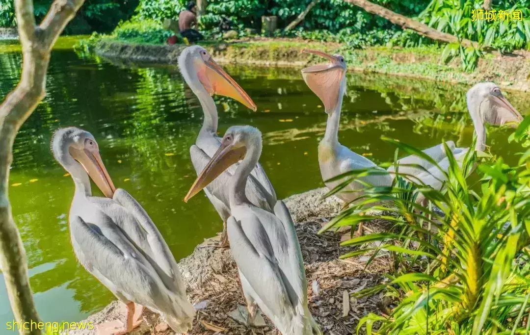 漫步狮城 多的是你不知道的乐趣