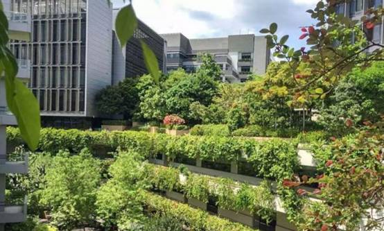 一不小心"三喜臨門"？新加坡，你有點過分了