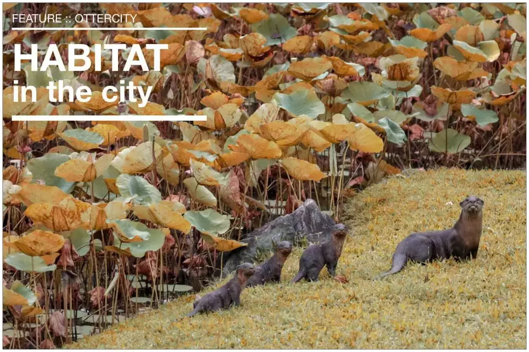 你見過熱戀中的水獺嗎