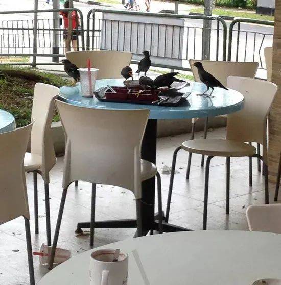 “惊!我在新加坡上厕所,竟然遇到了ta,差点吓尿!”