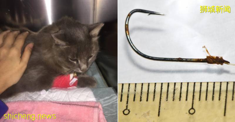 鱼钩伤人又伤猫，希望新加坡钓鱼人妥善处理废弃渔具