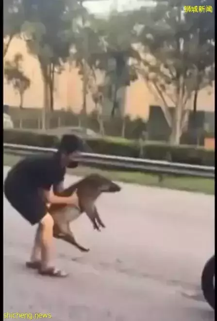 新加坡小哥哥爲救小野豬,在車流中冒險將其抱起!好暖!好貼心