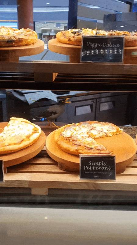 新加坡鸟儿狂吃霸王餐