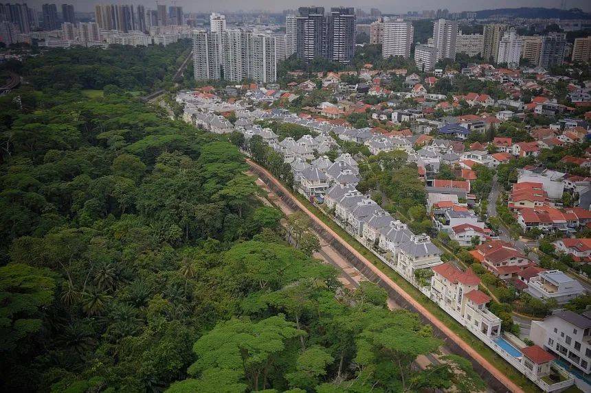 新加坡两处森林将被清理，谁来决定自然保护区的命运