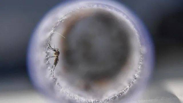 2020年新加坡共有32起登革热死亡病例，超过新冠死亡人数