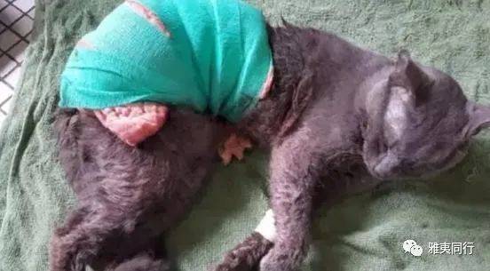 到新加坡旅遊留意28條法律，避免踩雷還能省錢，破財事小，坐牢事大