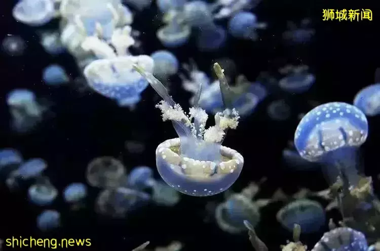 去新加坡旅遊，我保證你連機場都走不出去