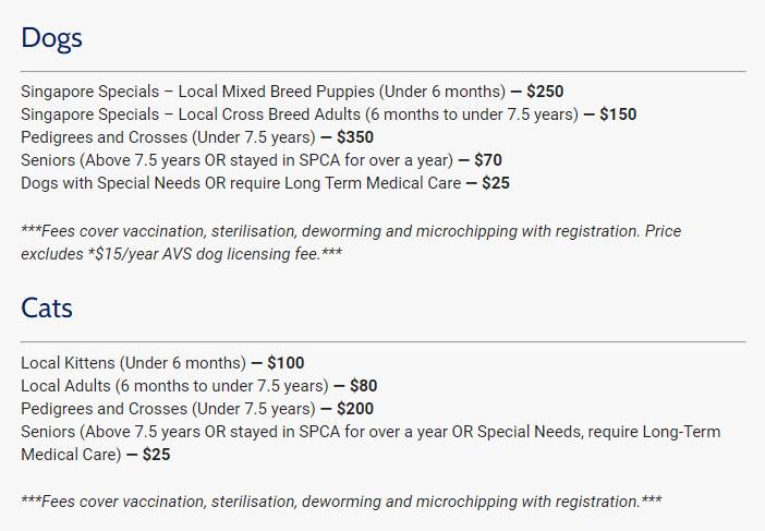 一狗難求！泰迪被炒到$11800新幣！新加坡這裏可以超便宜領養