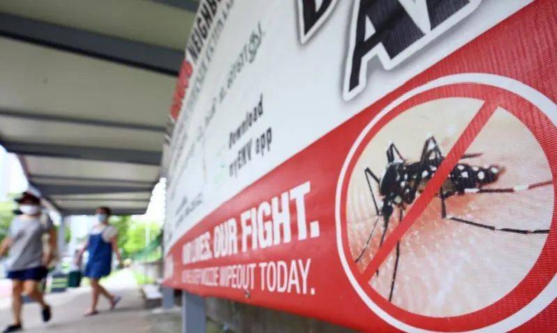 新加坡环境局:骨痛热症明年或仍严峻,政府分发防蚊包助民众抗击骨痛热