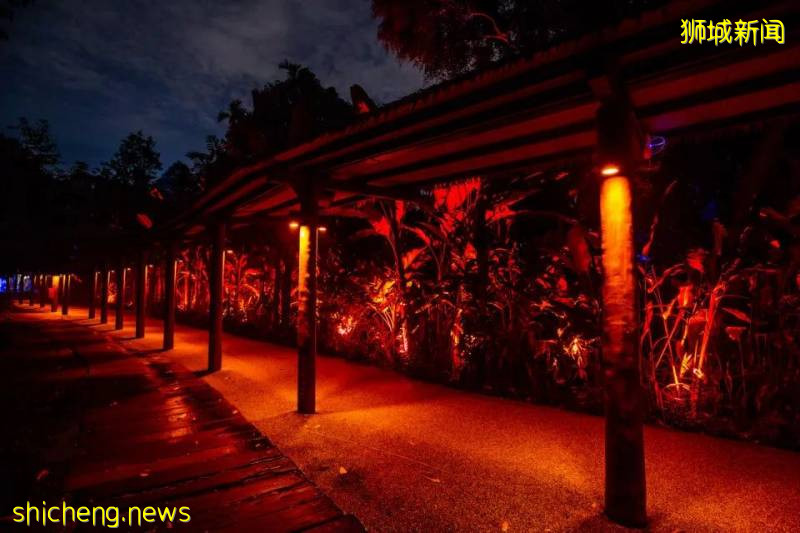 新加坡動物園沉浸式多媒體夜行體驗“RAINFOREST LUMINA”|CAAPA周末分享!