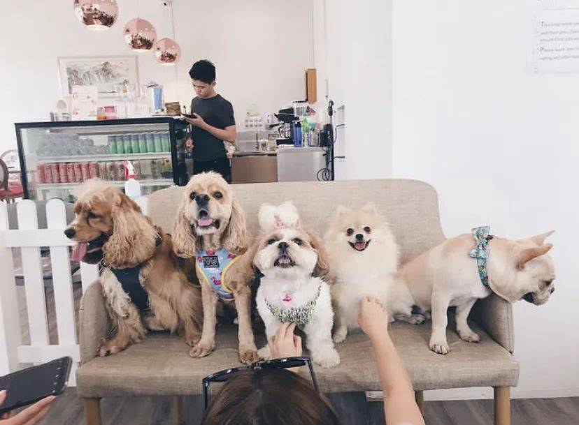 治愈系的它看一眼就愛不釋手！新加坡撸貓撸狗地圖來咯