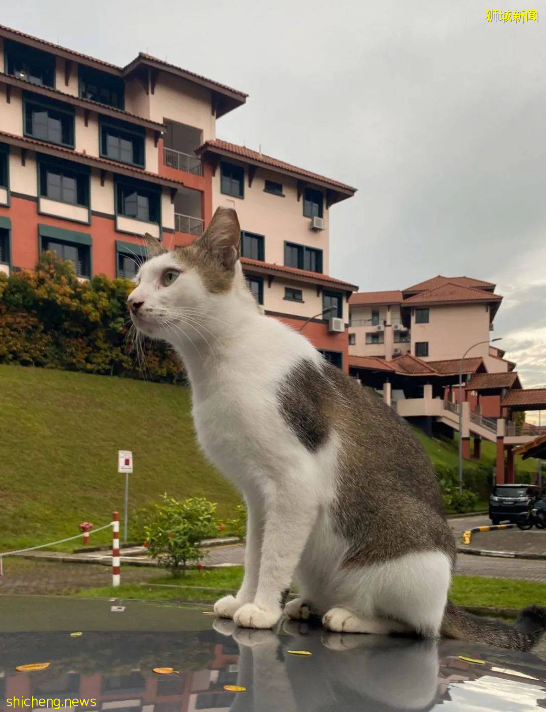 《南洋理工大學撸貓指南》